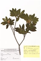 藏品(粉白杜鵑)的圖片